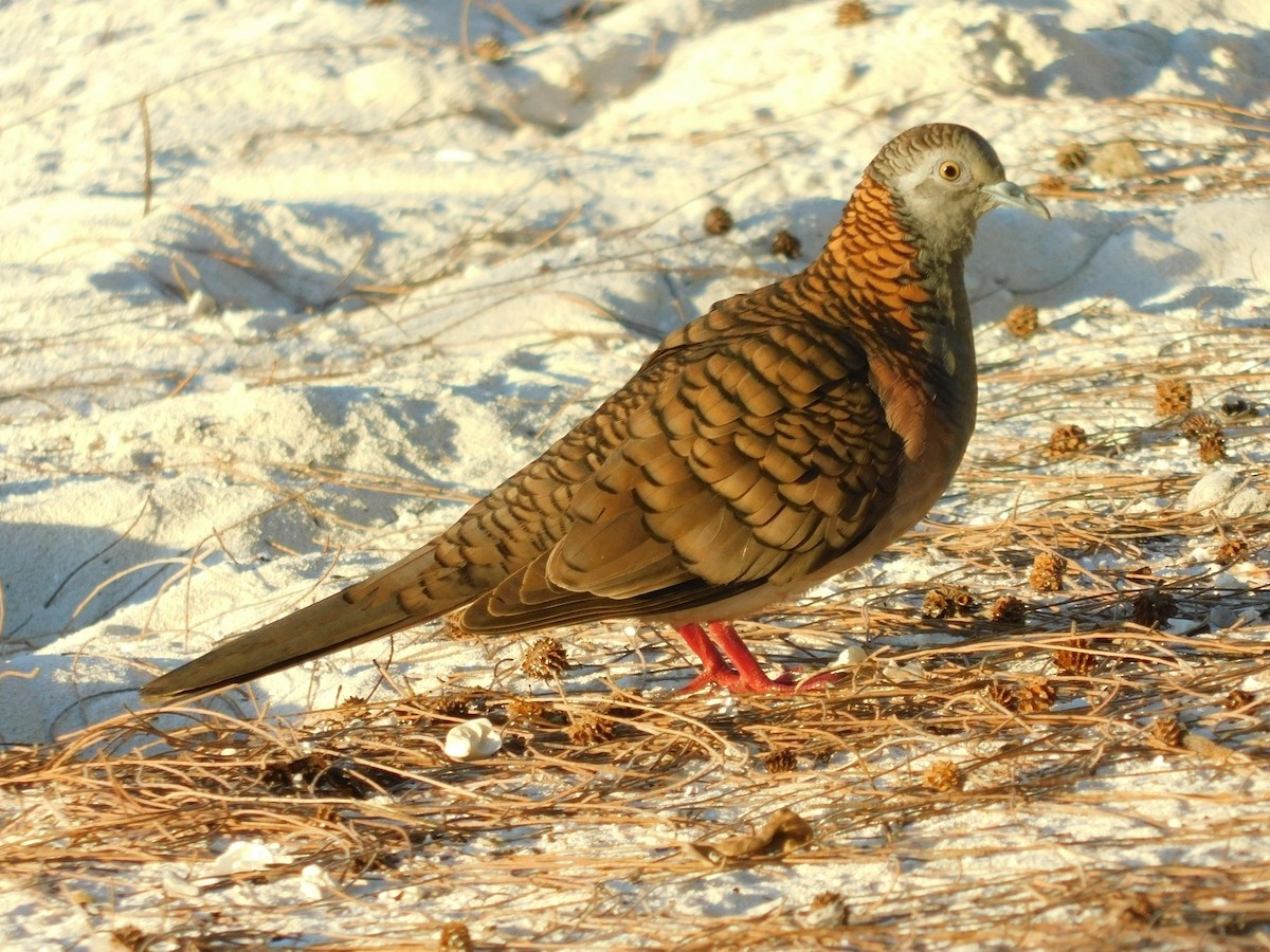 Bar-shouldered Dove - Andres Cervino