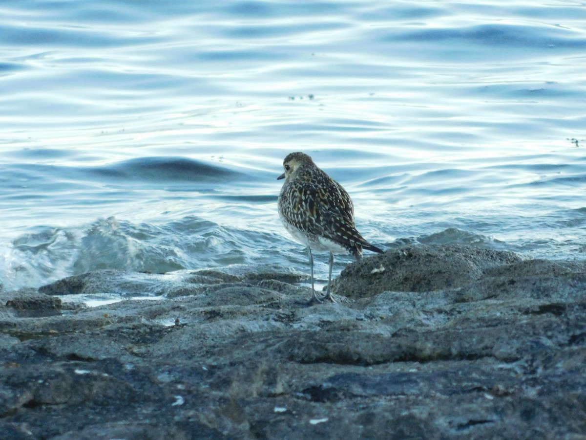 Pacific Golden-Plover - Andres Cervino