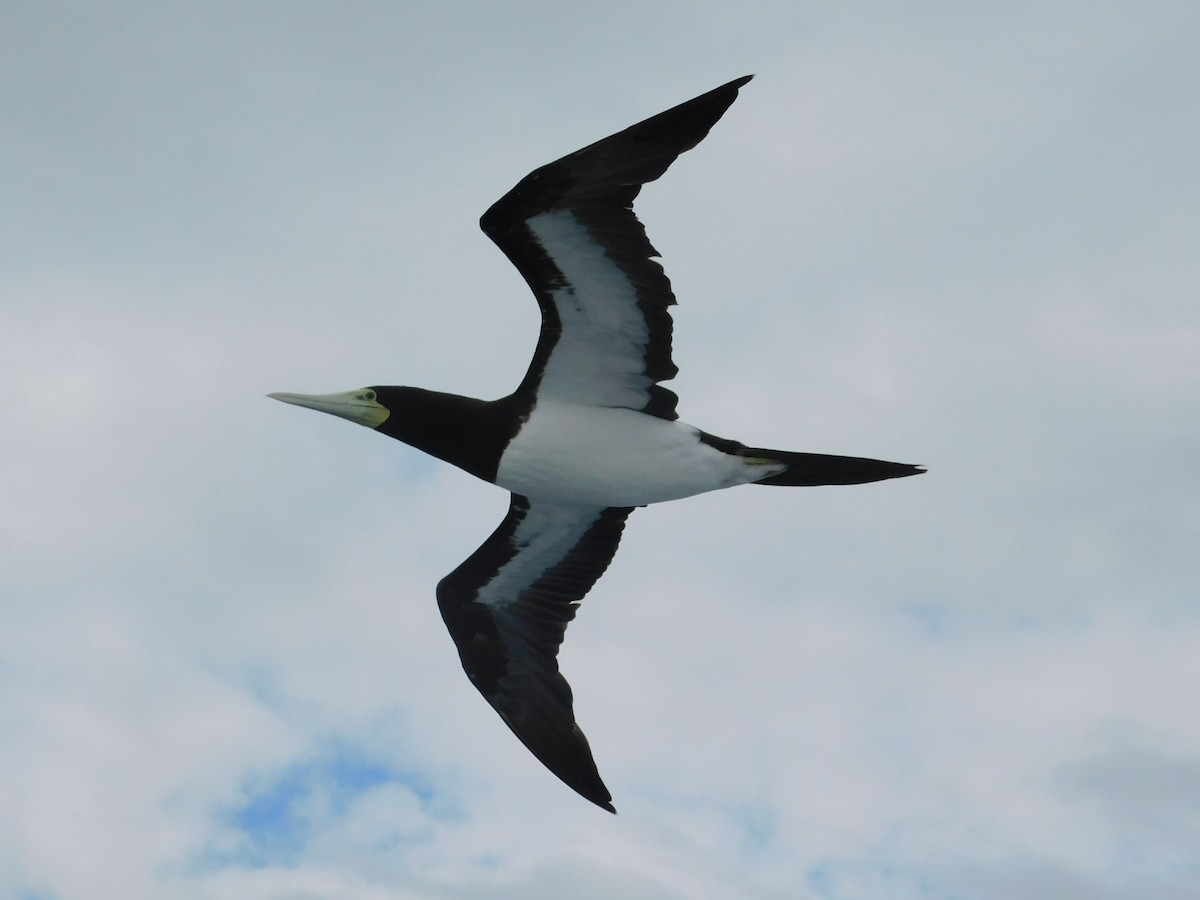 Brown Booby - Andres Cervino