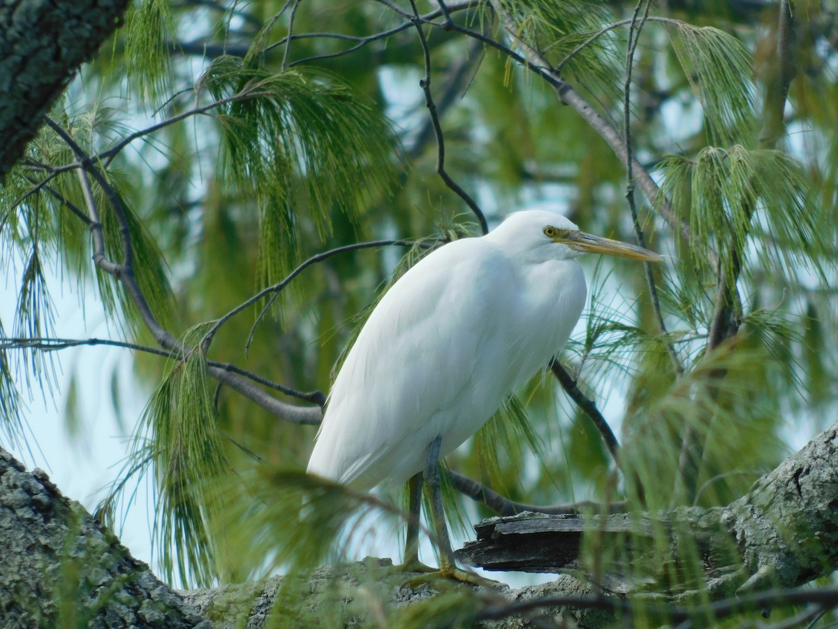 Pacific Reef-Heron - Andres Cervino