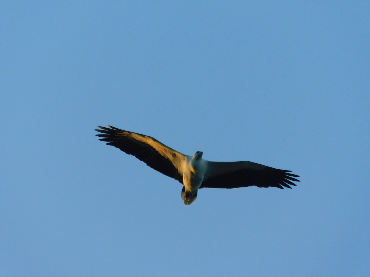 White-bellied Sea-Eagle - ML351198251