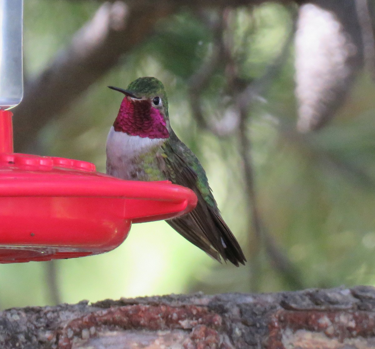 Broad-tailed Hummingbird - ML351198531