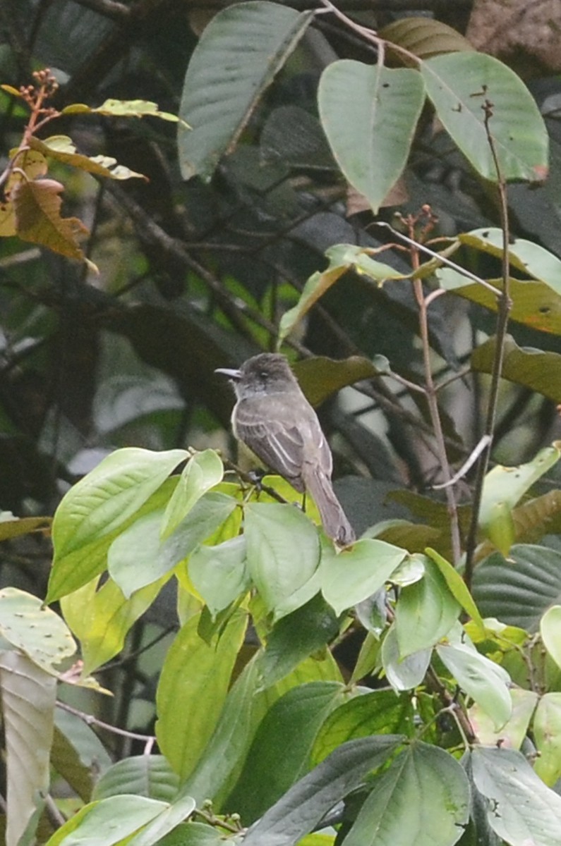 Pale-edged Flycatcher - ML35119911