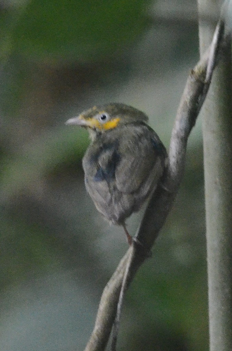 Golden-headed Manakin - ML35119951