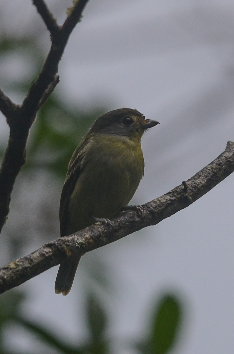 Wing-barred Piprites - ML35119961