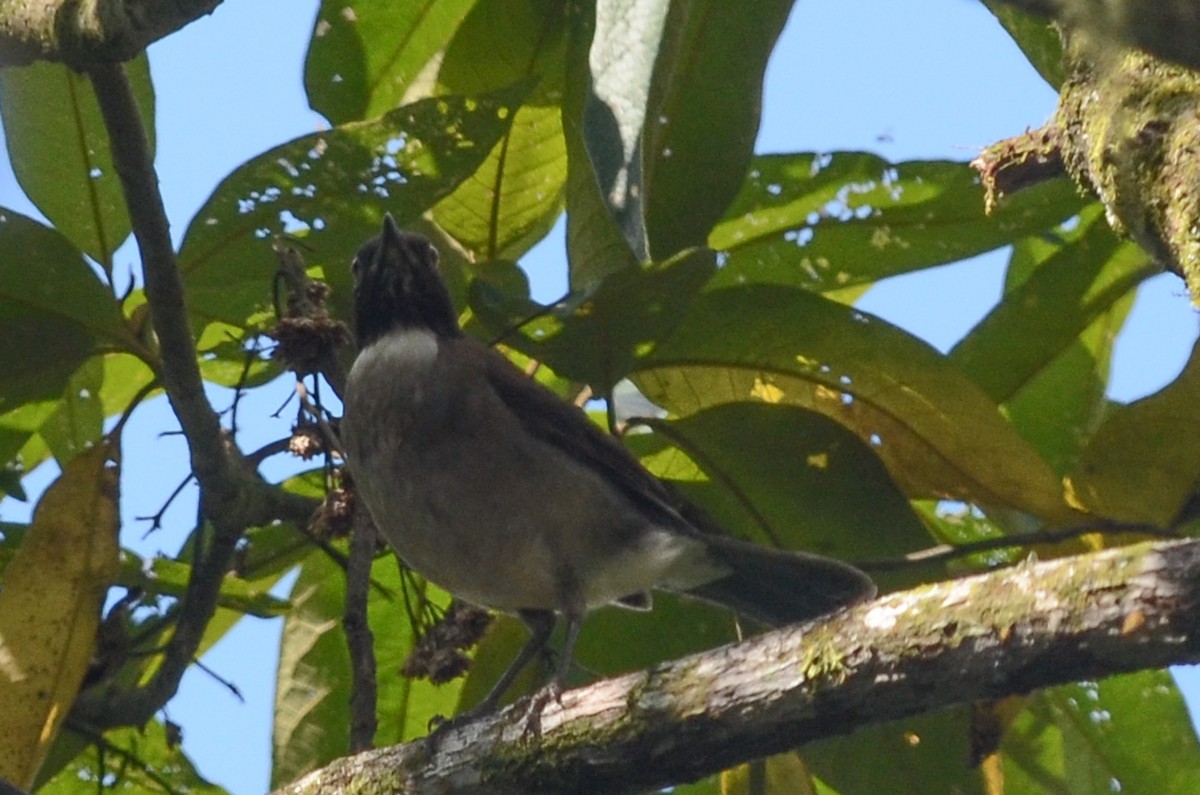 White-necked Thrush - ML35120071