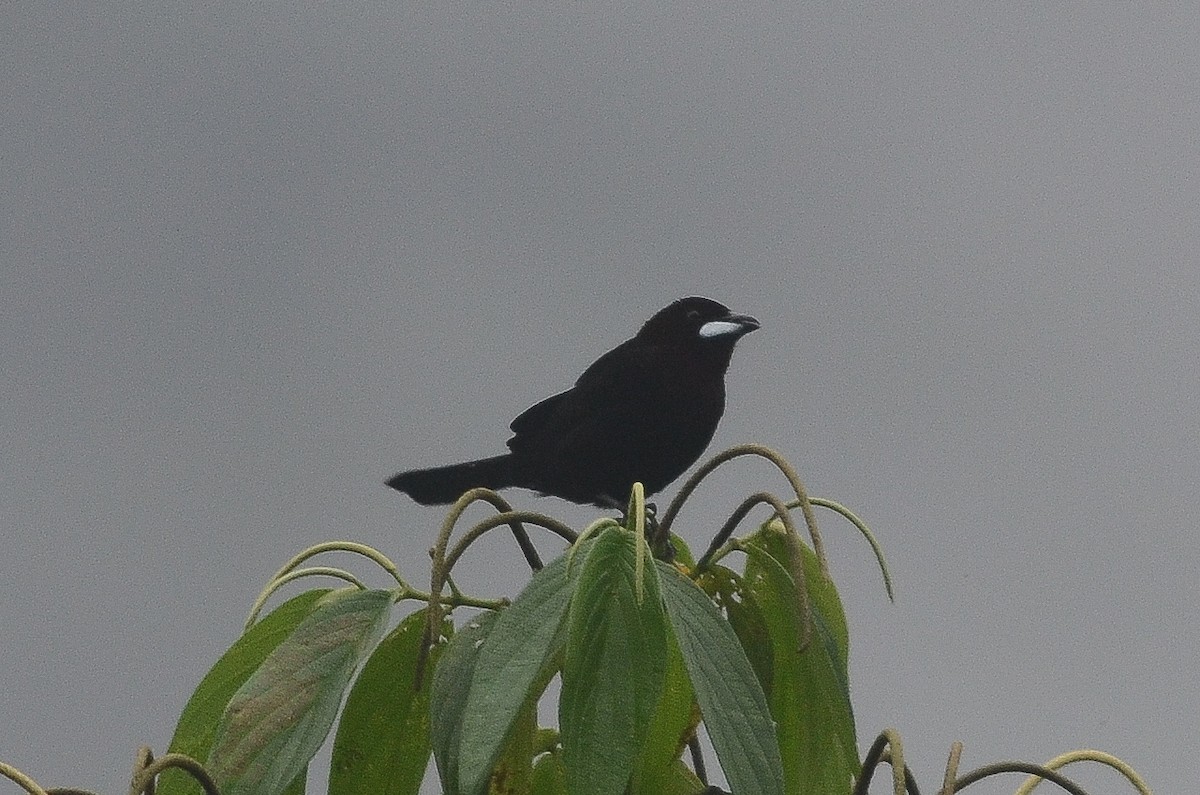 Silver-beaked Tanager - Nikolaj Mølgaard Thomsen