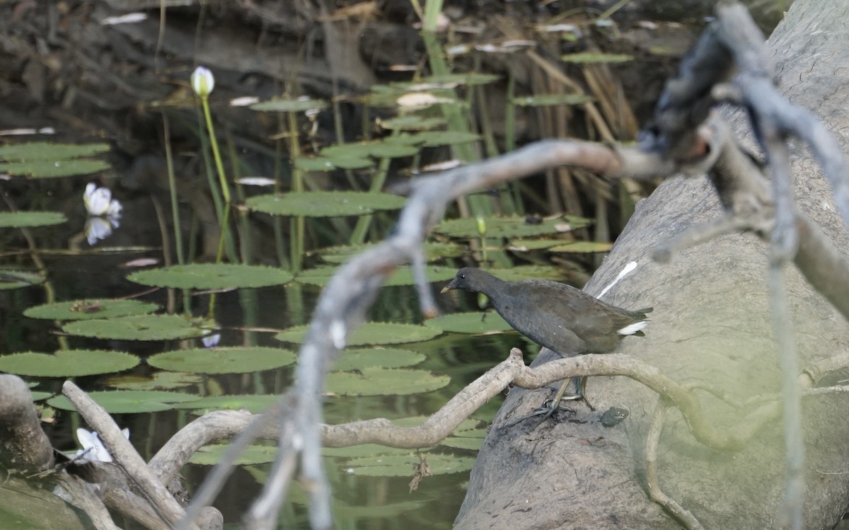 Dusky Moorhen - ML351201431