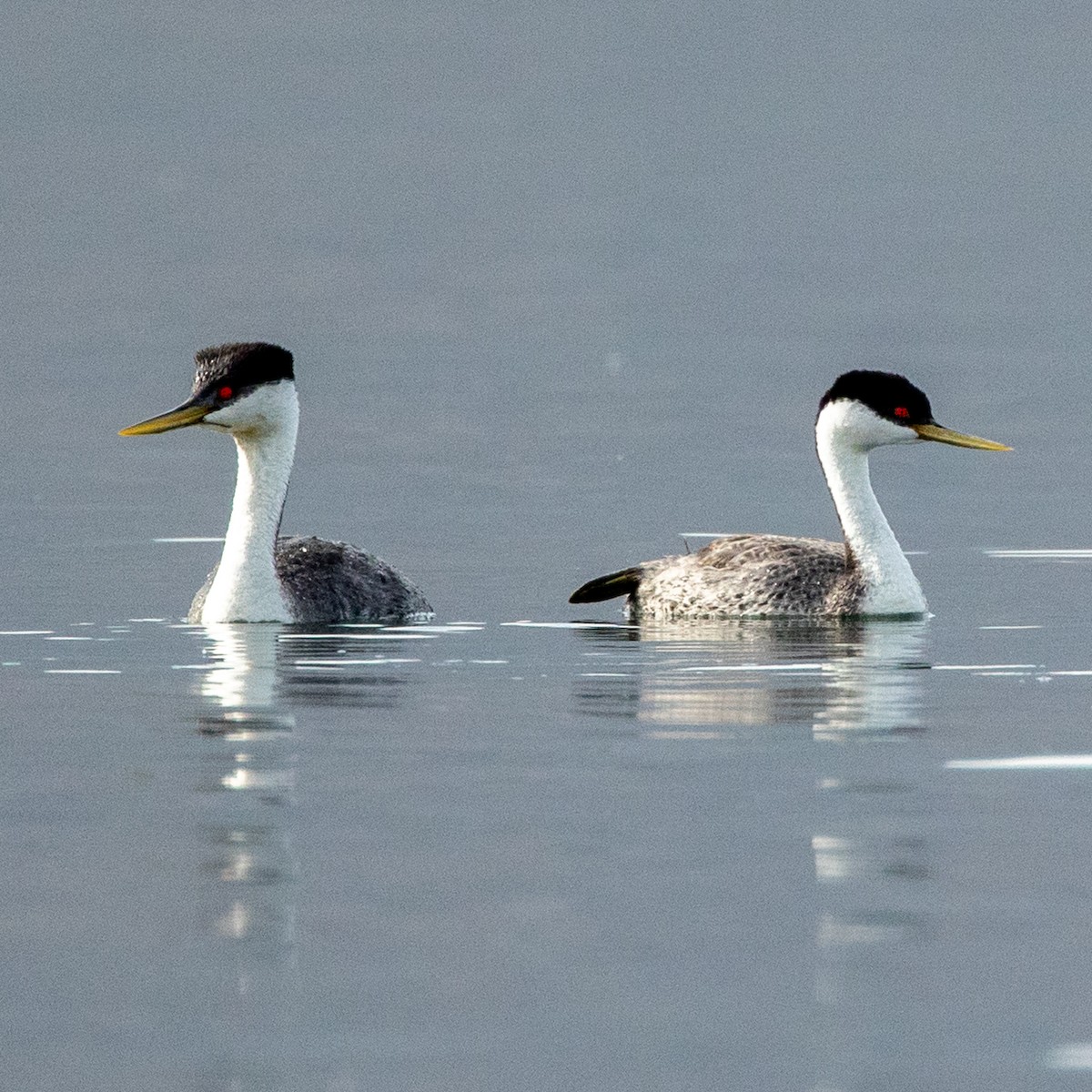 Western Grebe - ML351201561