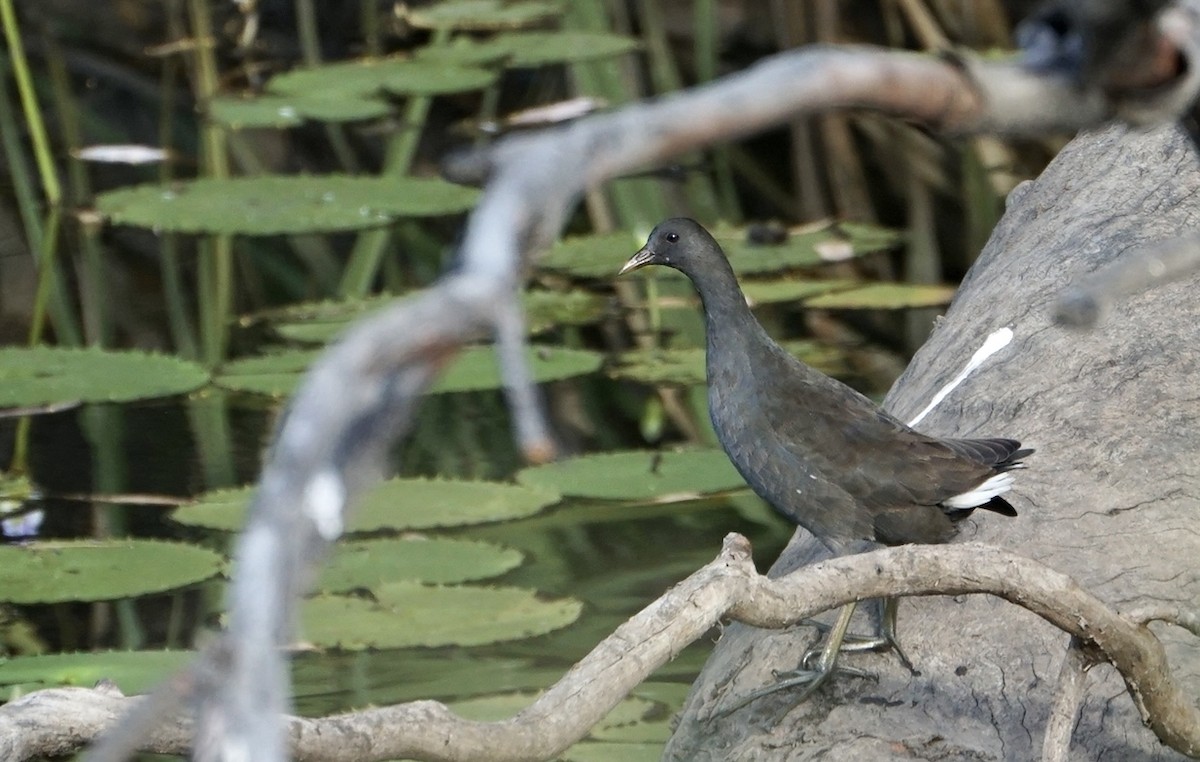 Dusky Moorhen - Guy Pardey