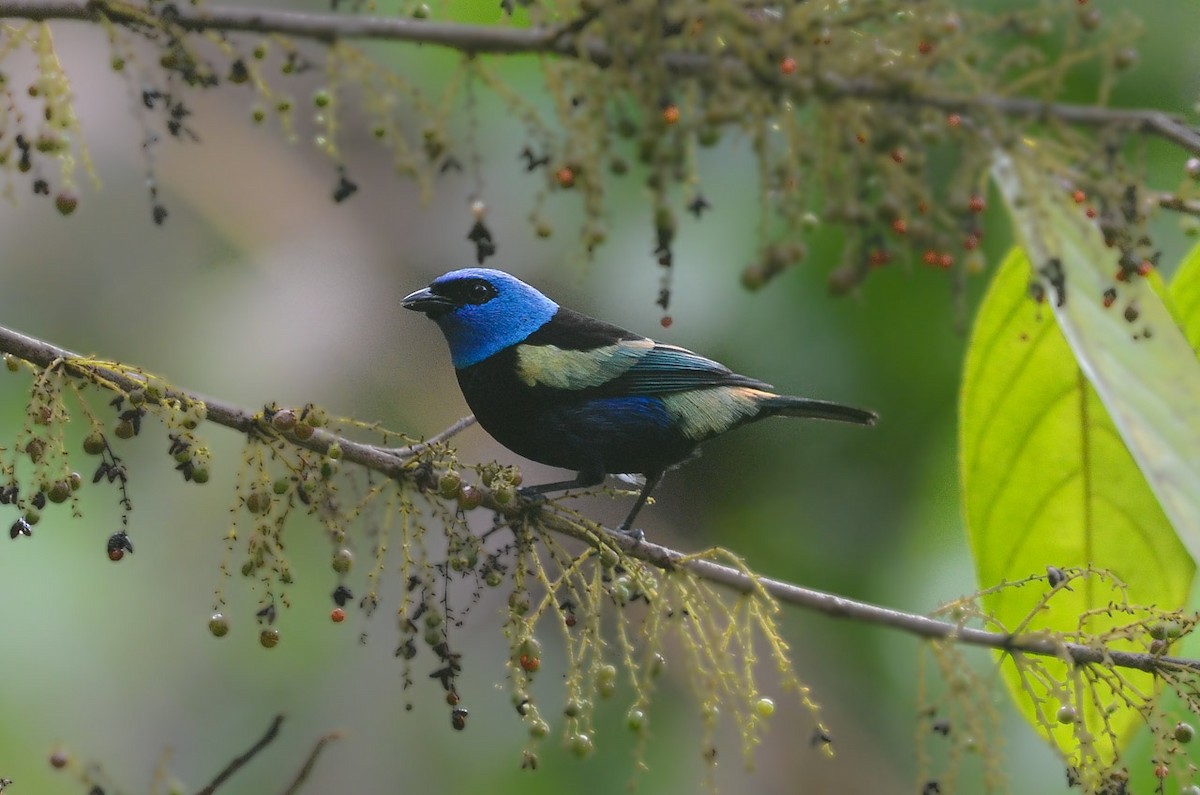 Blue-necked Tanager - ML35120171
