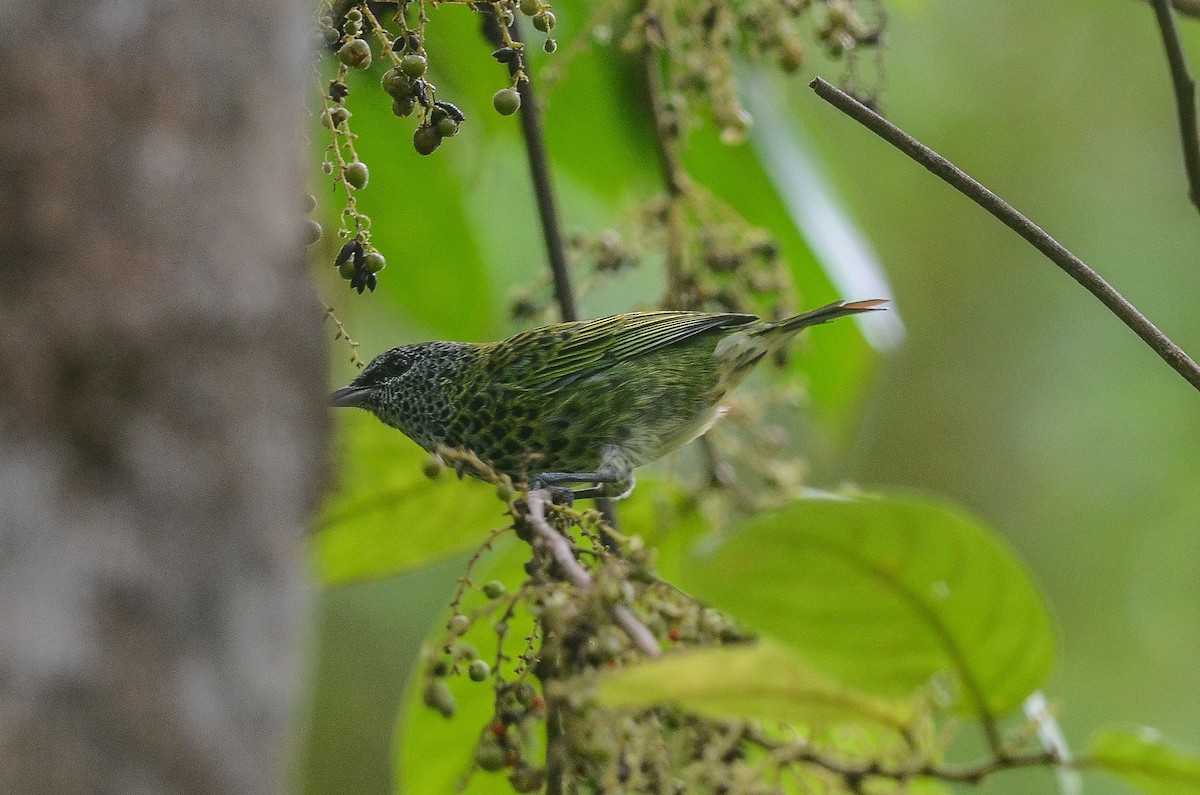 Spotted Tanager - ML35120181