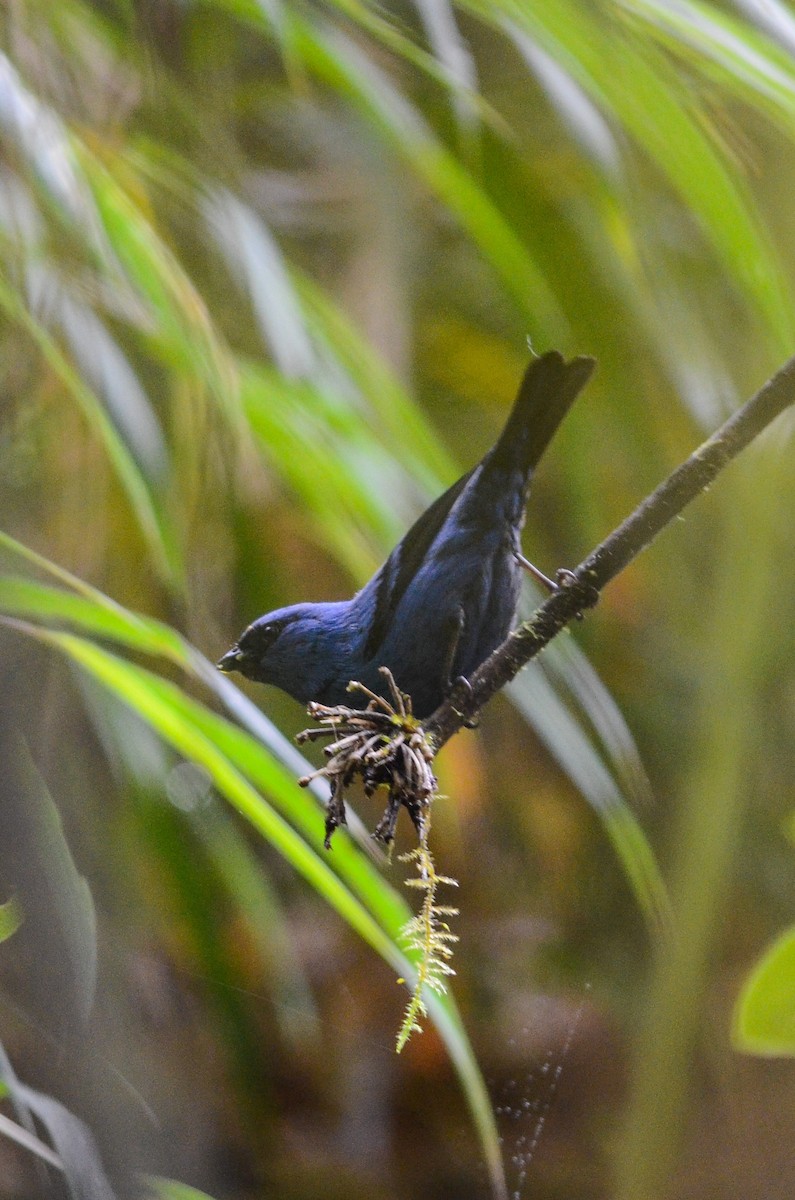Blue-and-black Tanager - ML35120191