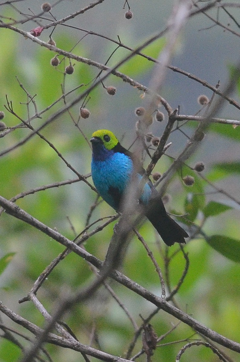Paradise Tanager - ML35120201