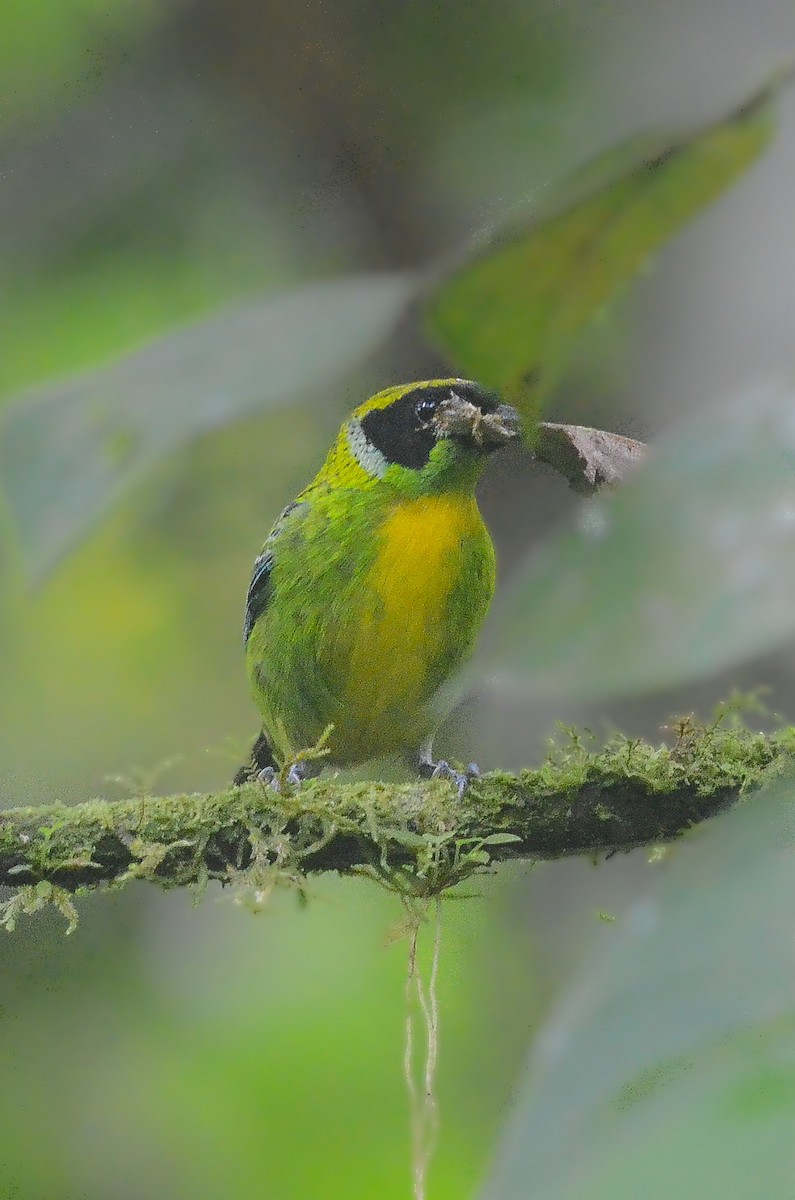 Green-and-gold Tanager - ML35120231
