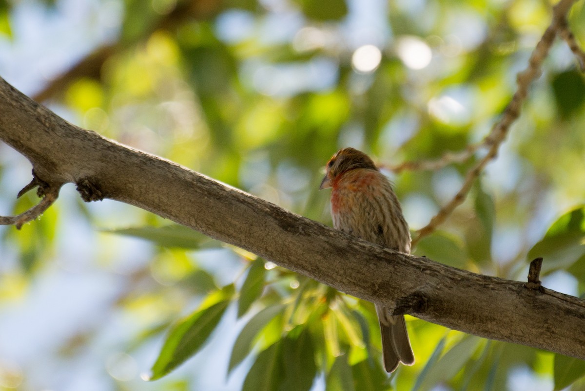 House Finch - Herb Elliott