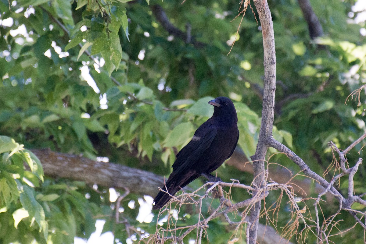 American Crow - ML351202981