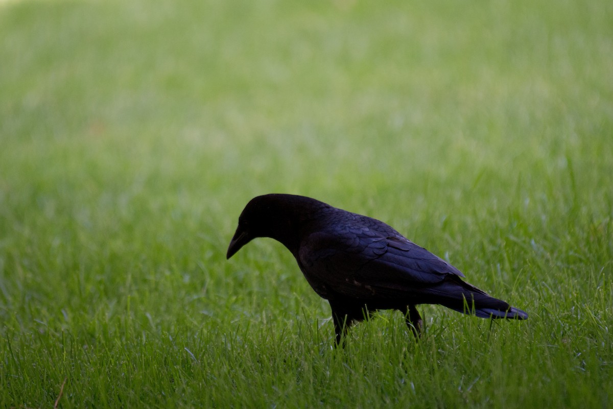 American Crow - ML351202991