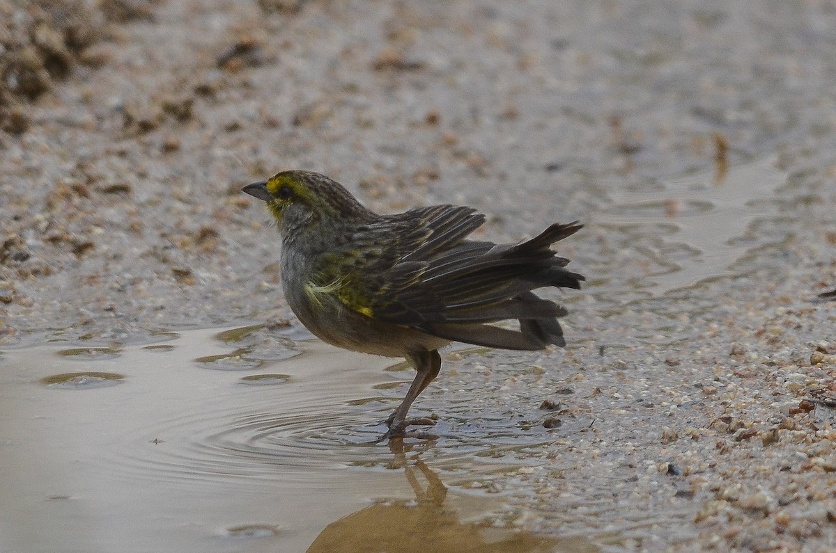 Yellow-browed Sparrow - ML35120311