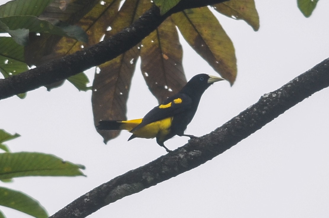 Yellow-rumped Cacique (Amazonian) - ML35120321