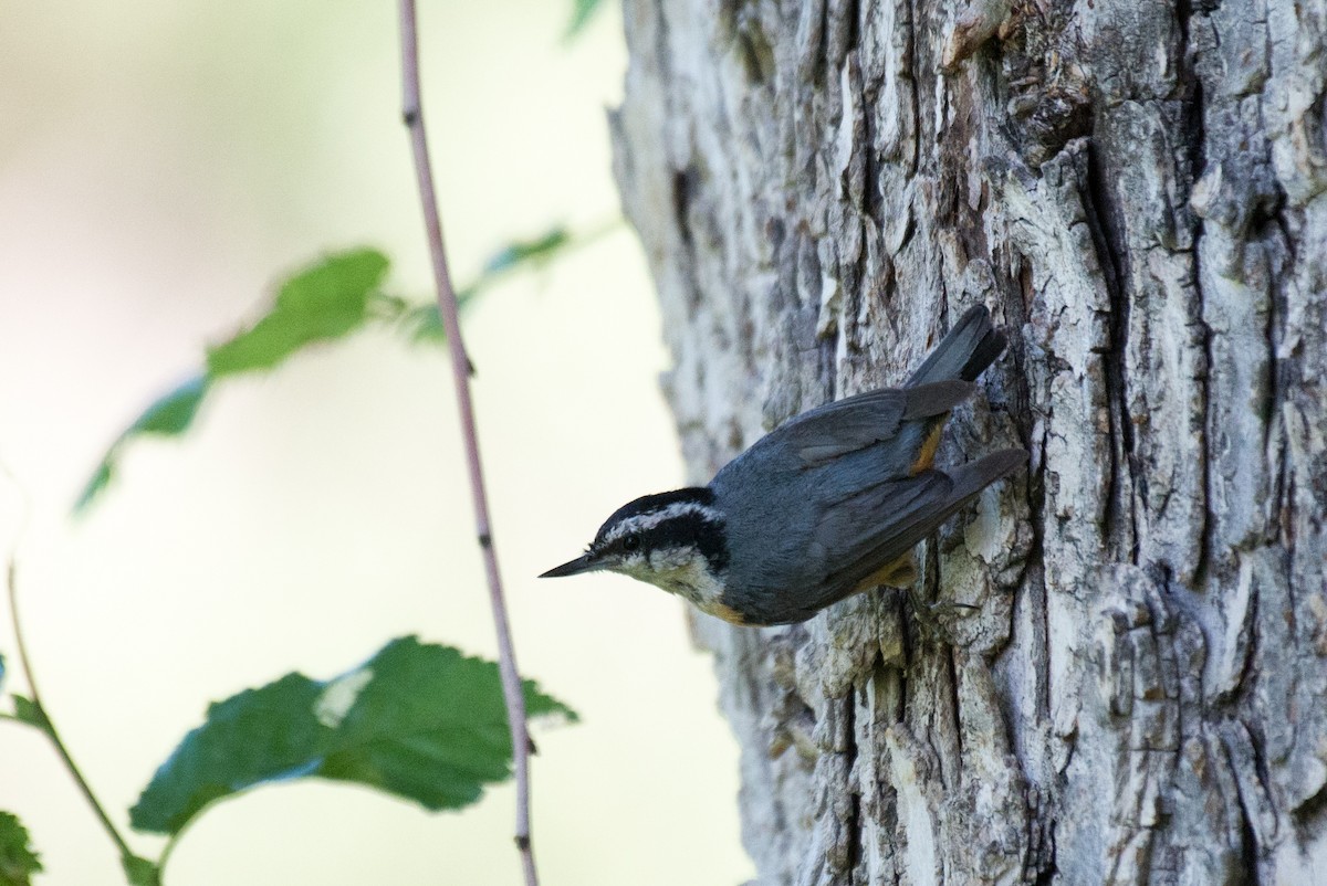 Red-breasted Nuthatch - ML351203221