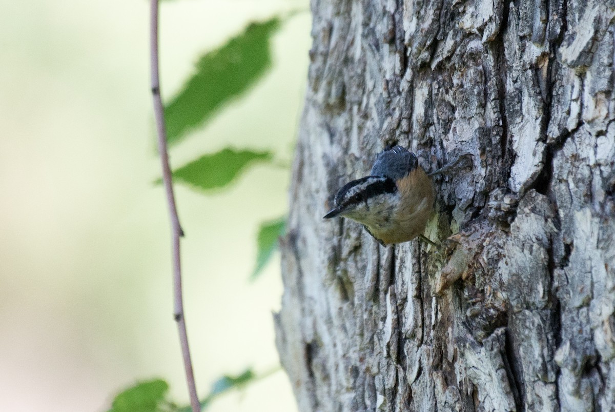 Red-breasted Nuthatch - ML351203231