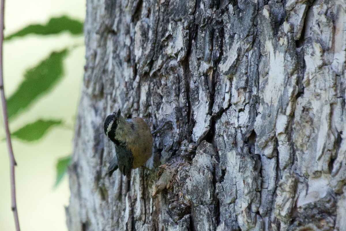 Red-breasted Nuthatch - ML351203241