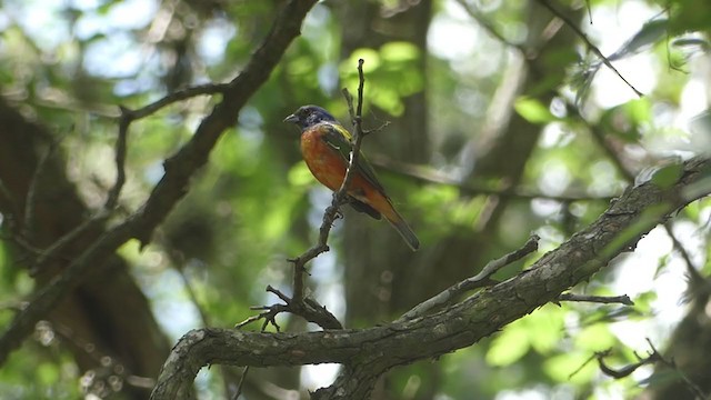 Passerin nonpareil - ML351203291