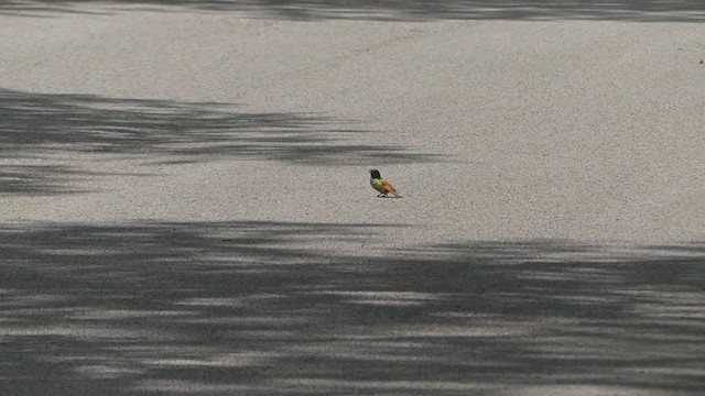 Passerin nonpareil - ML351203311