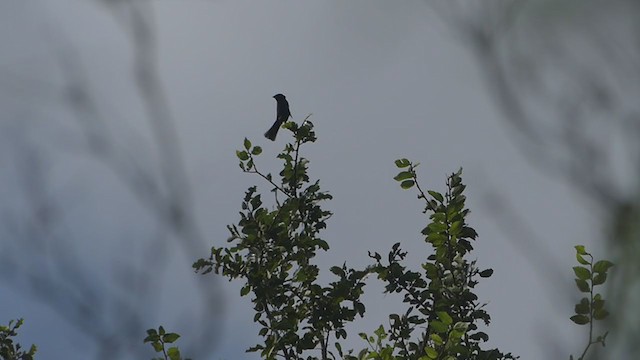 Passerin indigo - ML351203331