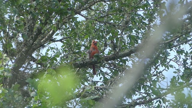 Cardinal rouge - ML351203381