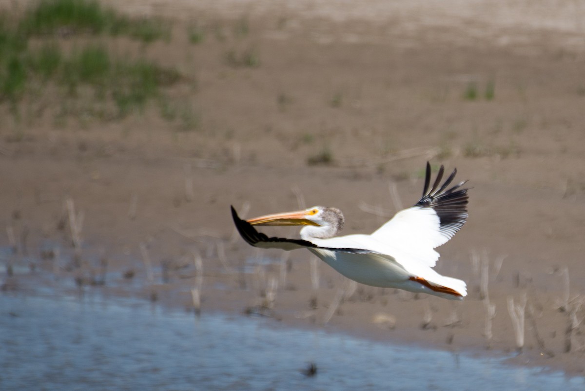 American White Pelican - ML351203781