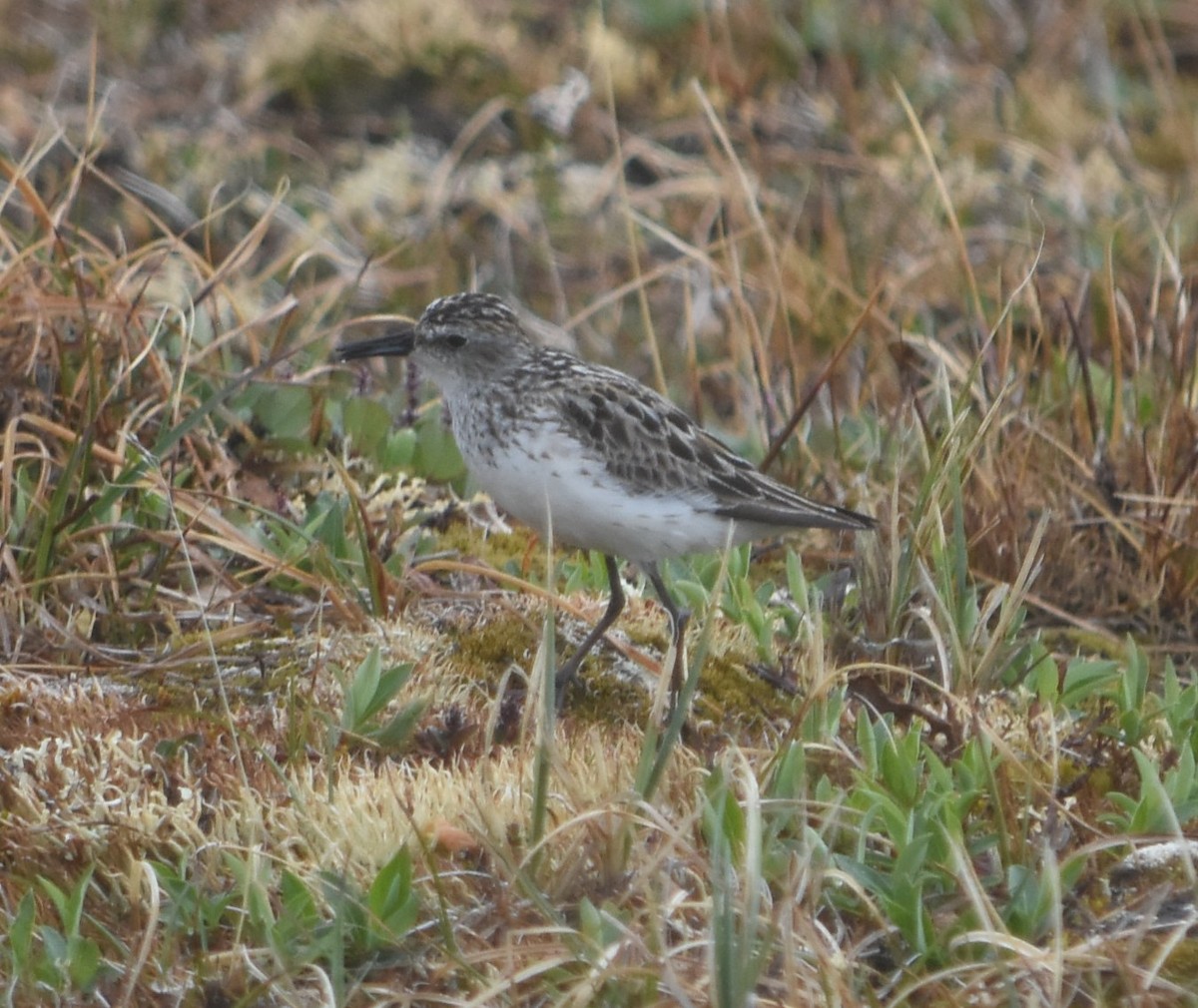 Semipalmated Sandpiper - ML351203951