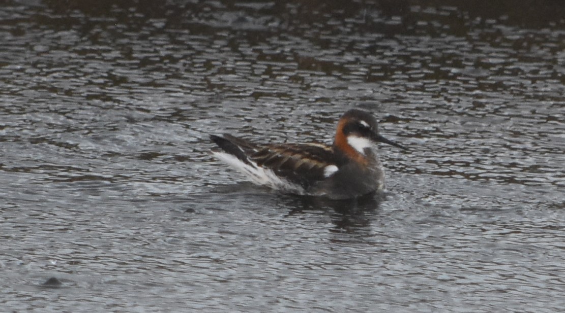 紅領瓣足鷸 - ML351203981