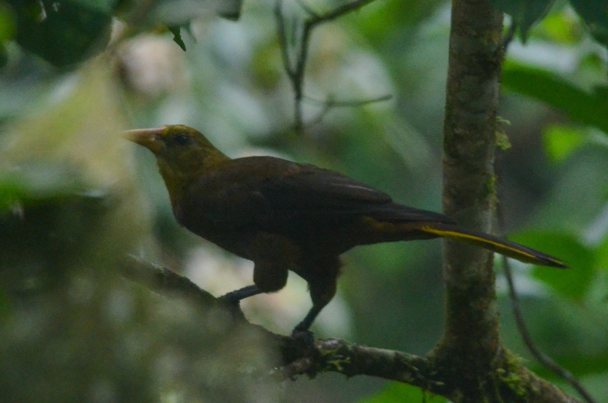 Russet-backed Oropendola - ML35120451