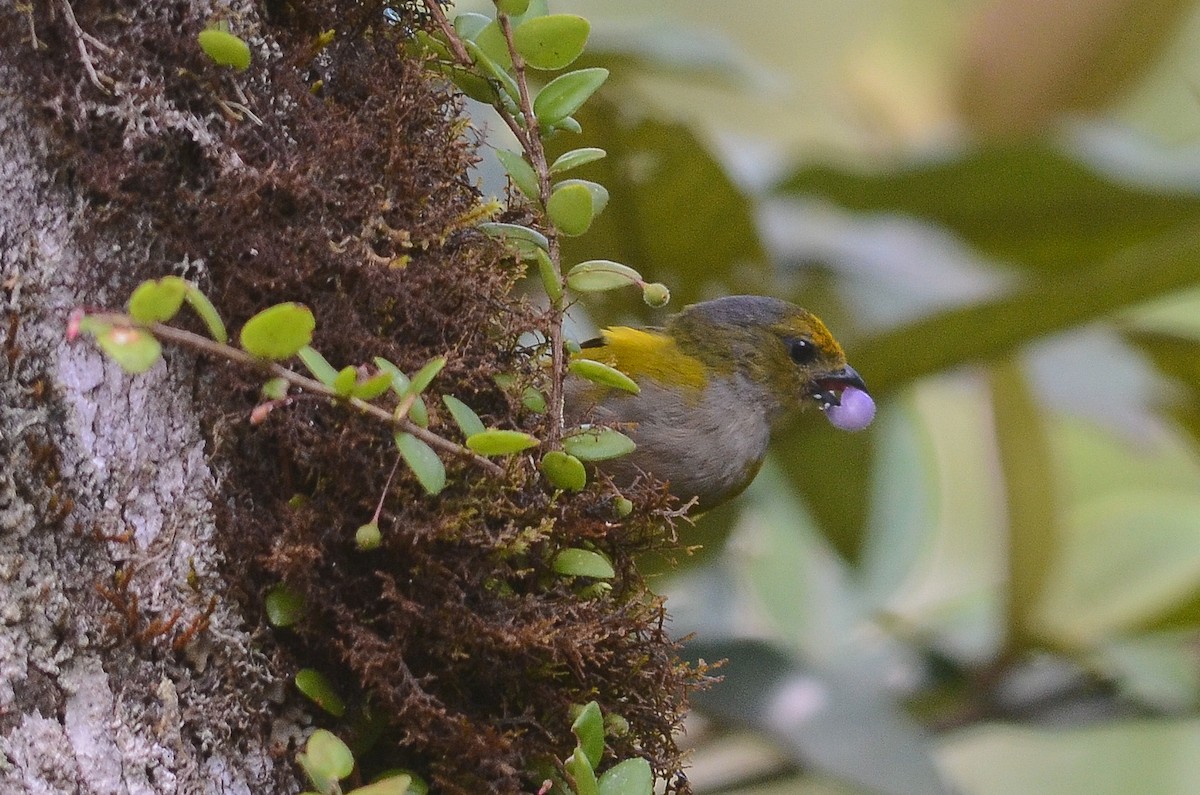 Orange-bellied Euphonia - ML35120471