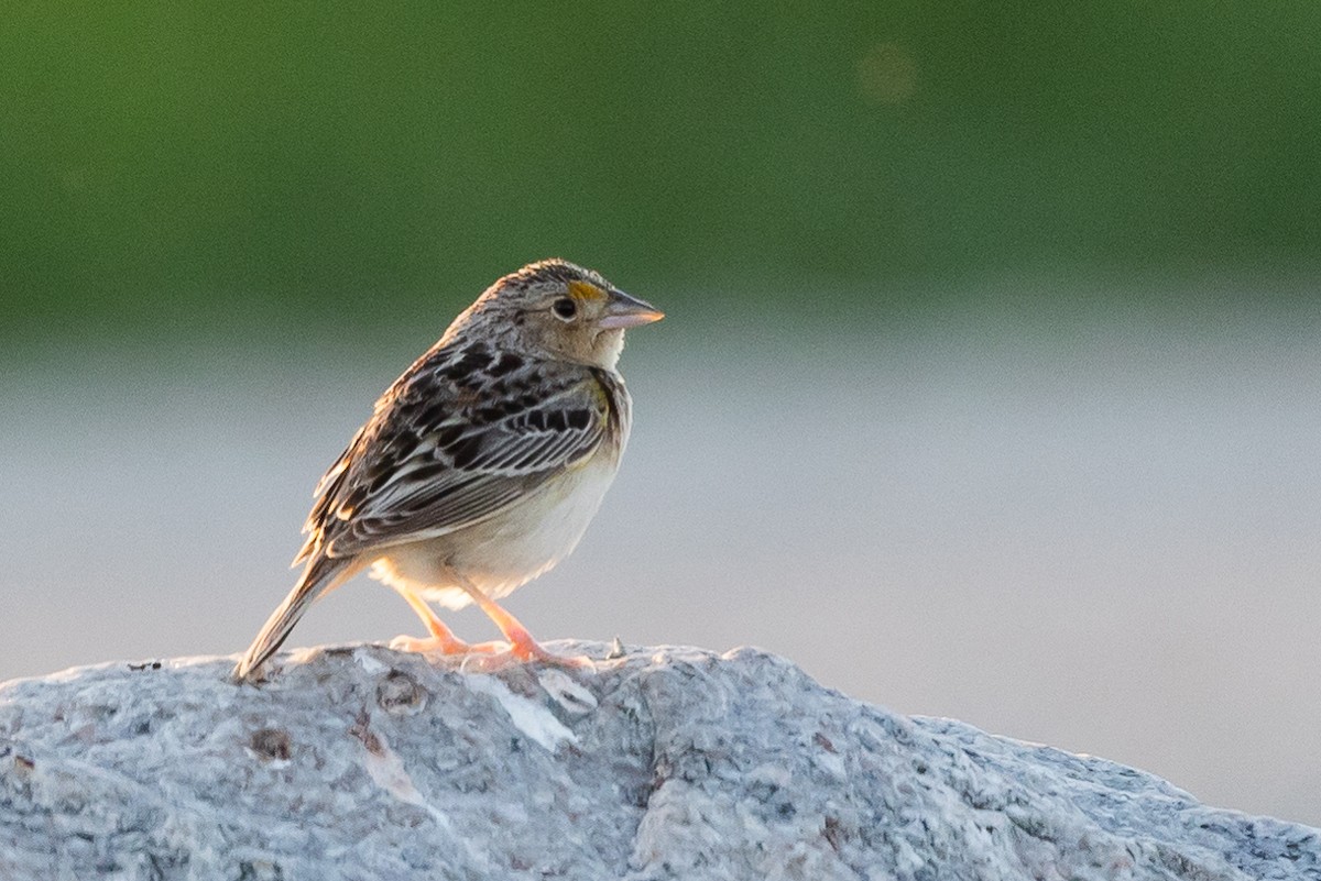 Grasshopper Sparrow - ML351205091