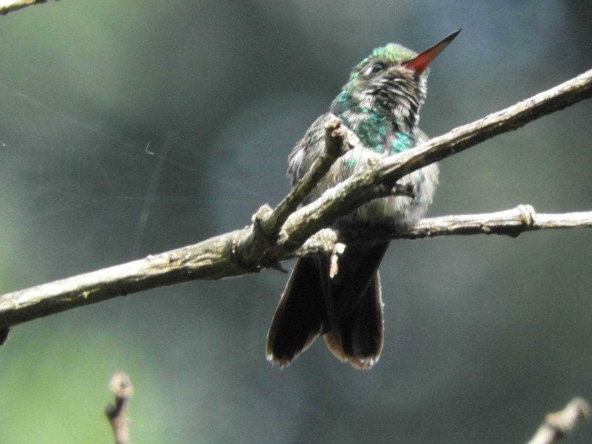 Canivet's Emerald - ML351205271