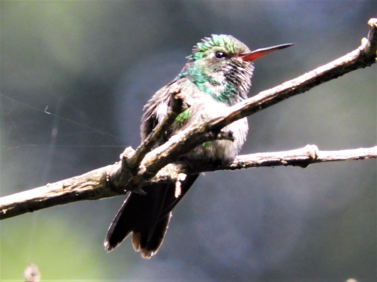 Canivet's Emerald - ML351205291