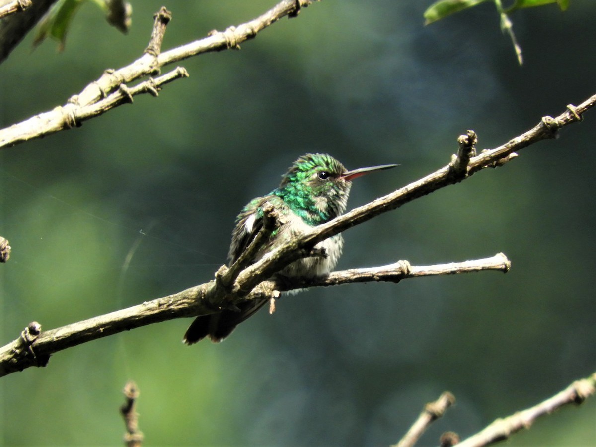 Canivet's Emerald - ML351205341