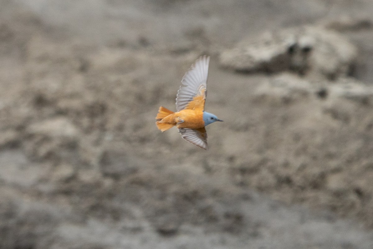 Rufous-tailed Rock-Thrush - ML351205791