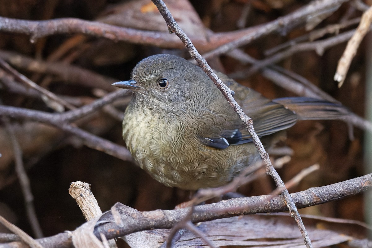 tasmankrattsmett - ML351207081
