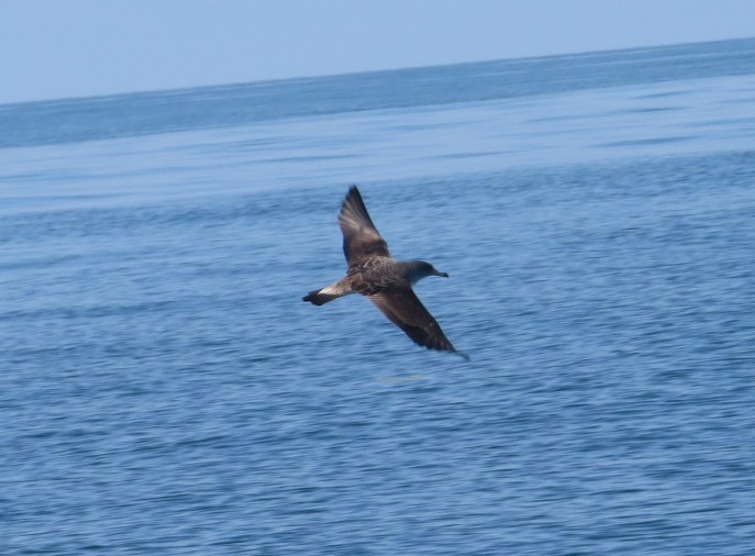 Cory's Shearwater - ML351207161