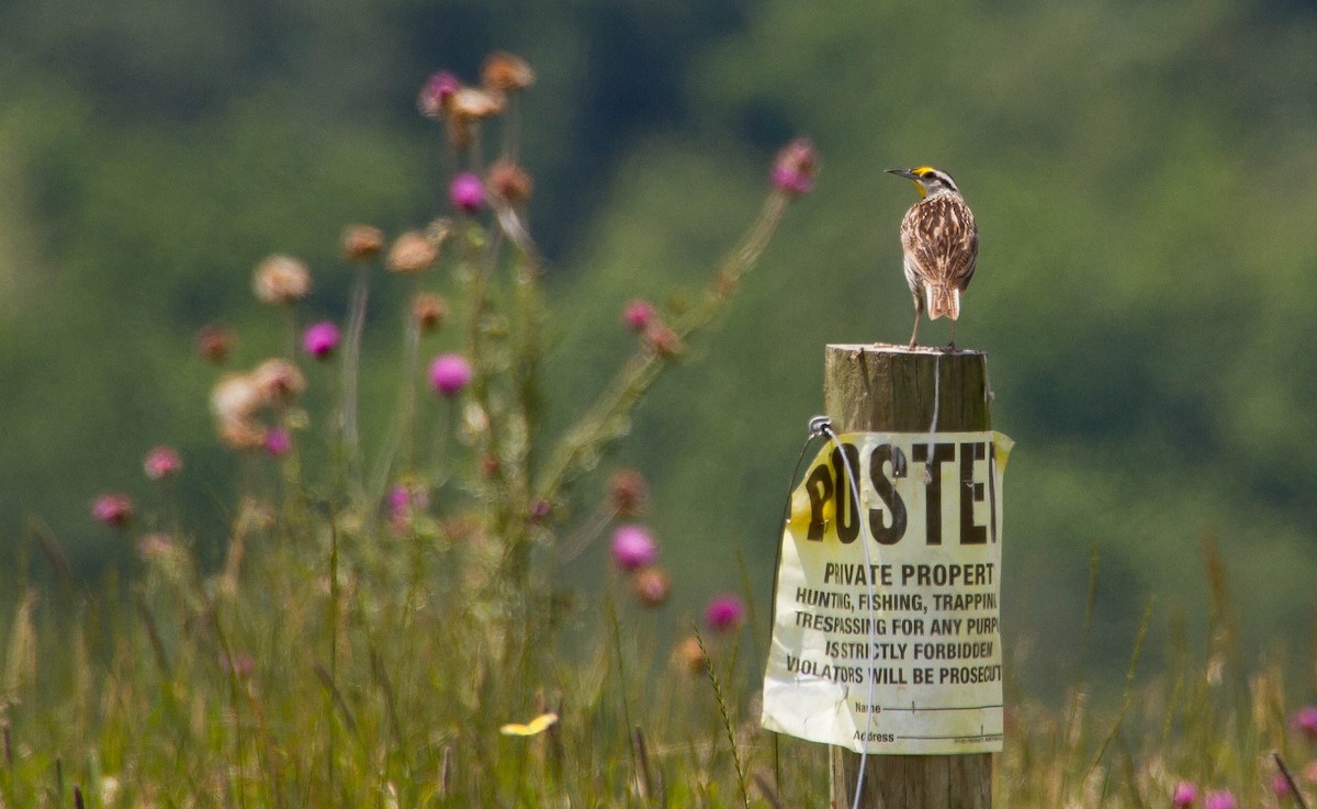 Eastern Meadowlark - ML351207541