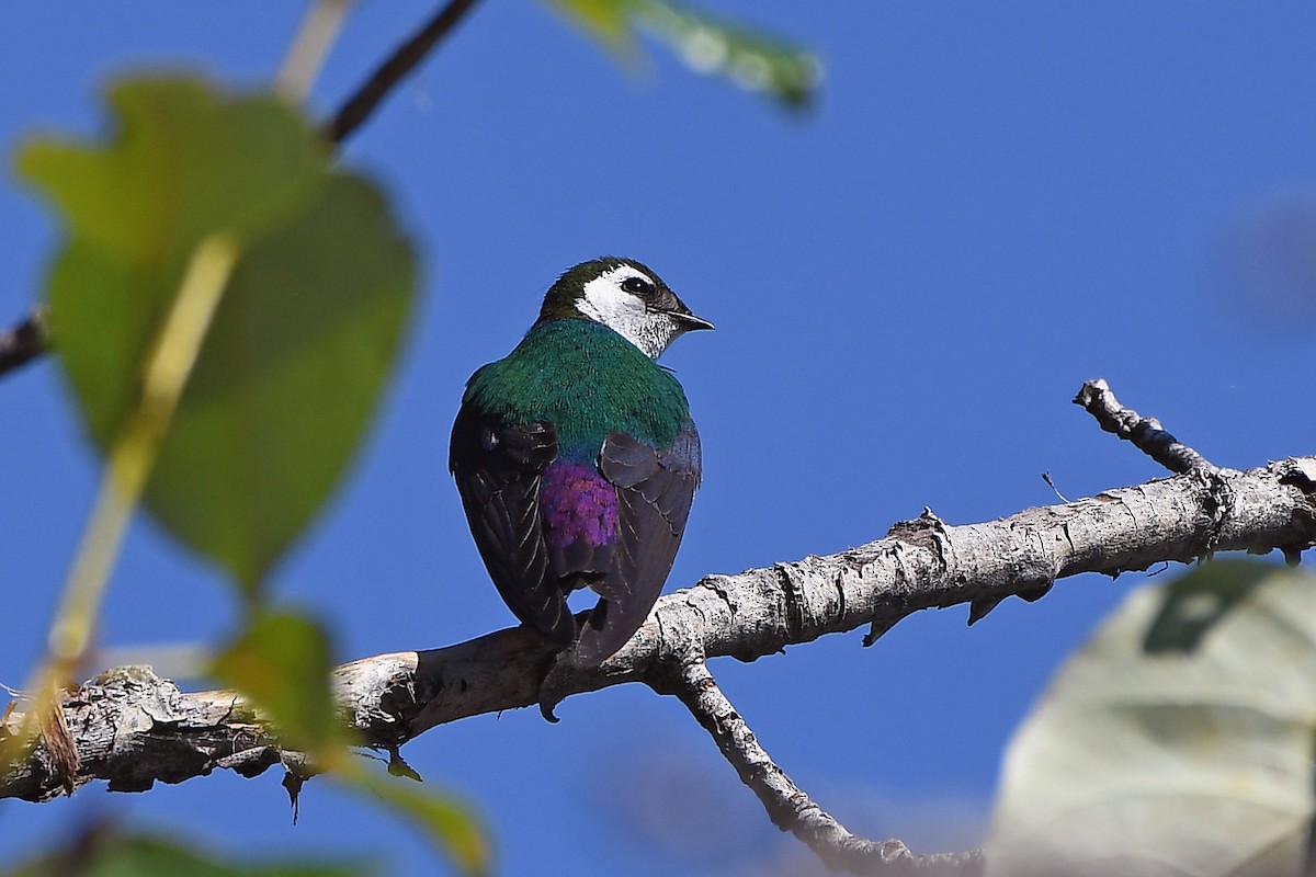 Violet-green Swallow - ML351209921