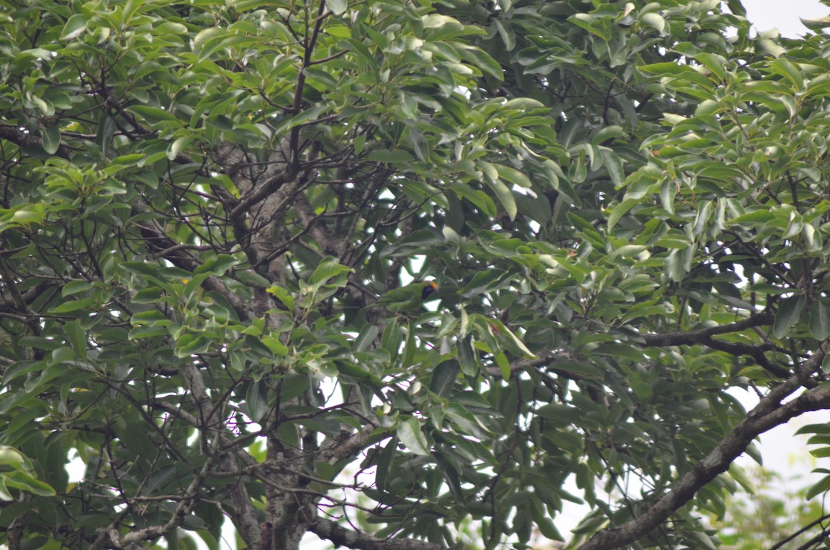 Golden-fronted Leafbird - ML351210781