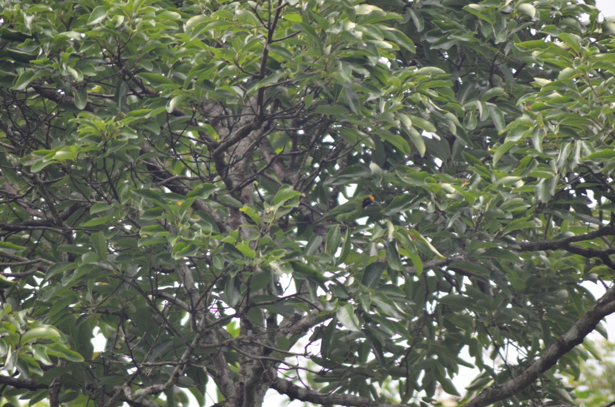 Golden-fronted Leafbird - ML351211041
