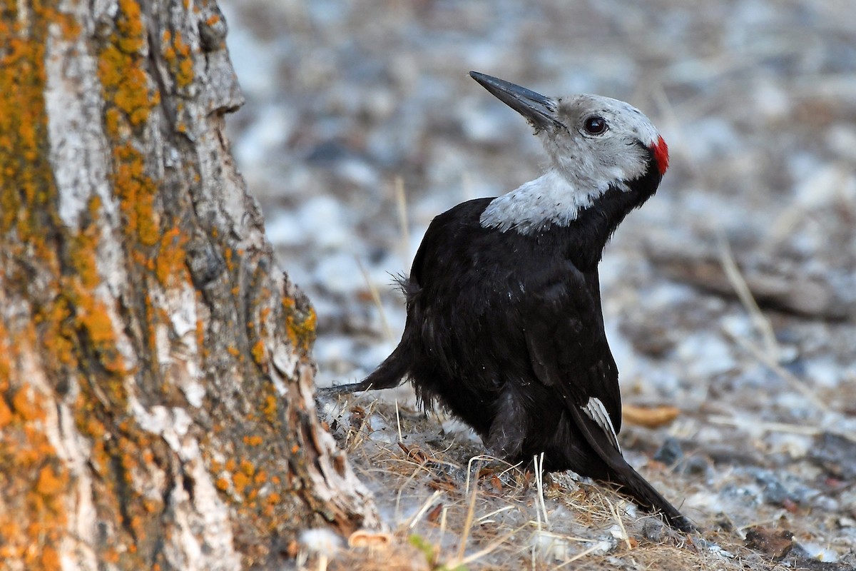White-headed Woodpecker - ML351211091