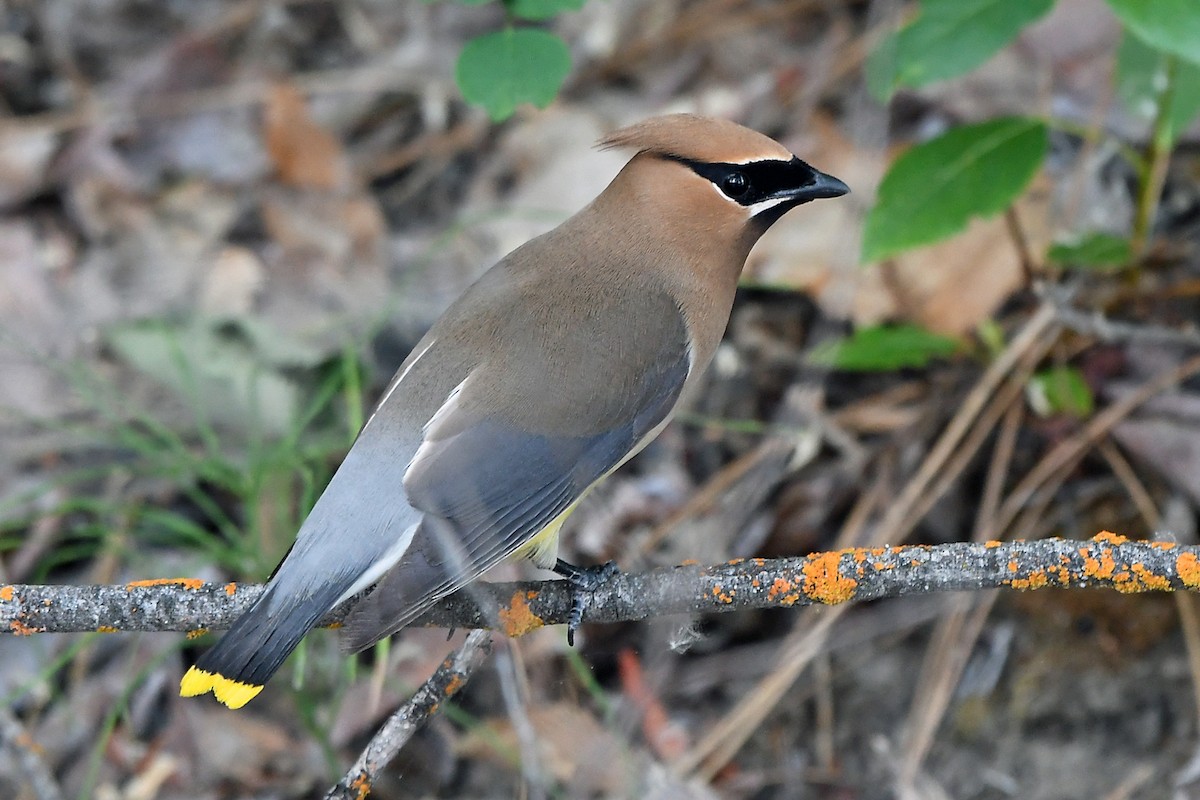 Cedar Waxwing - ML351211161