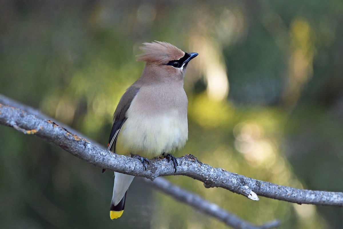Cedar Waxwing - ML351211171